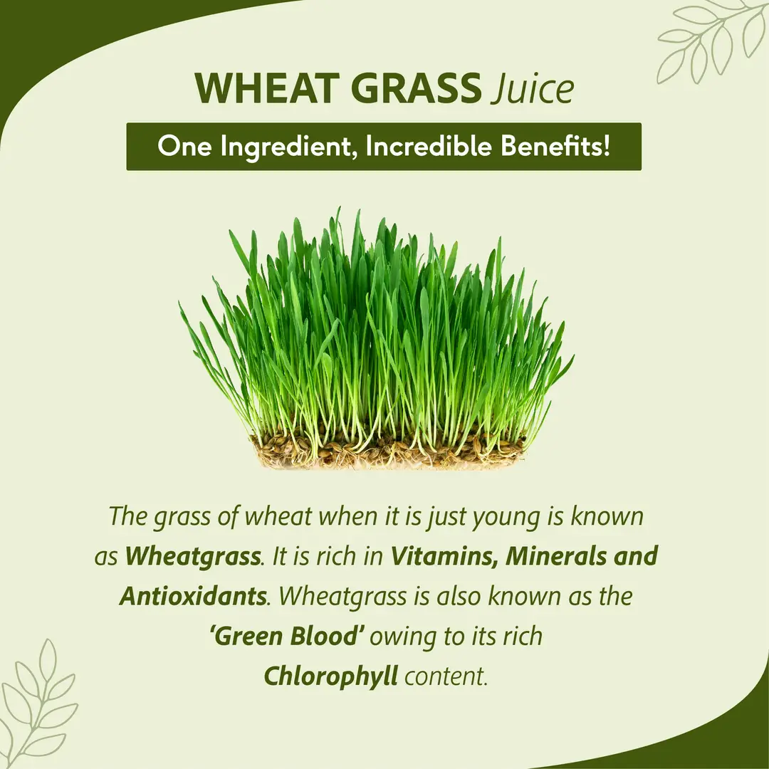 Benefits of clearance wheatgrass juice